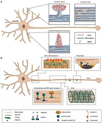 Direct Visualization of Actin Filaments and Actin-Binding Proteins in Neuronal Cells